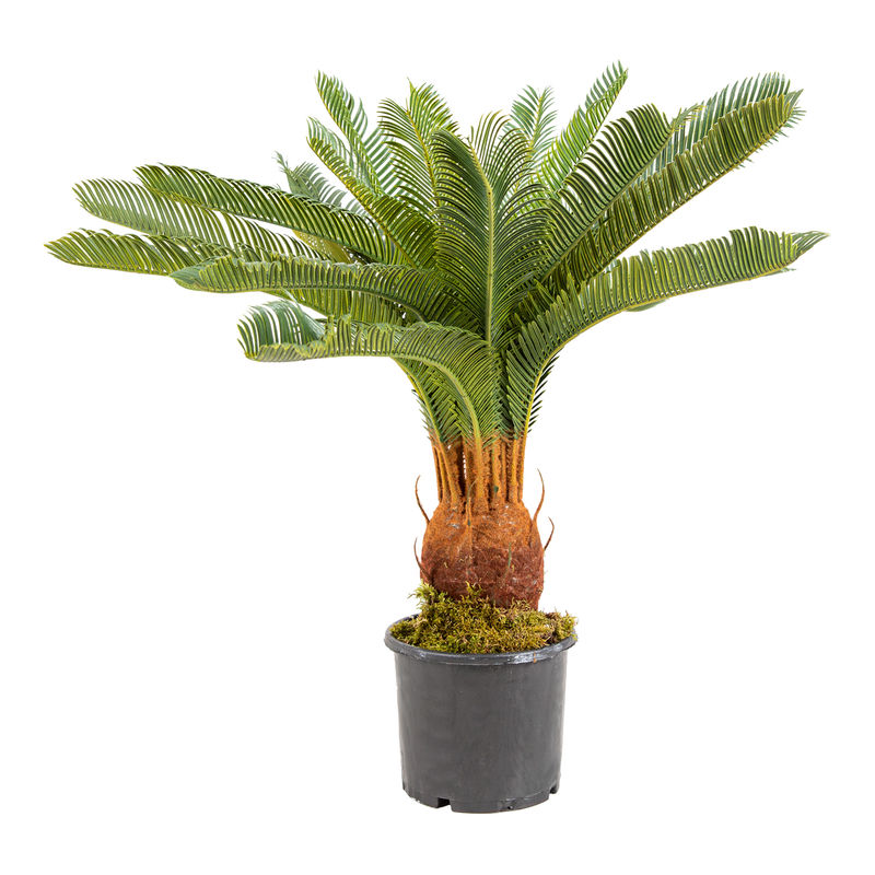 Euroflora HDYEN00648 Yapay Ağaç Çikas Yeşil 65 cm Euroflora HDYEN00648 Yapay Ağaç Çikas Yeşil 65 cm