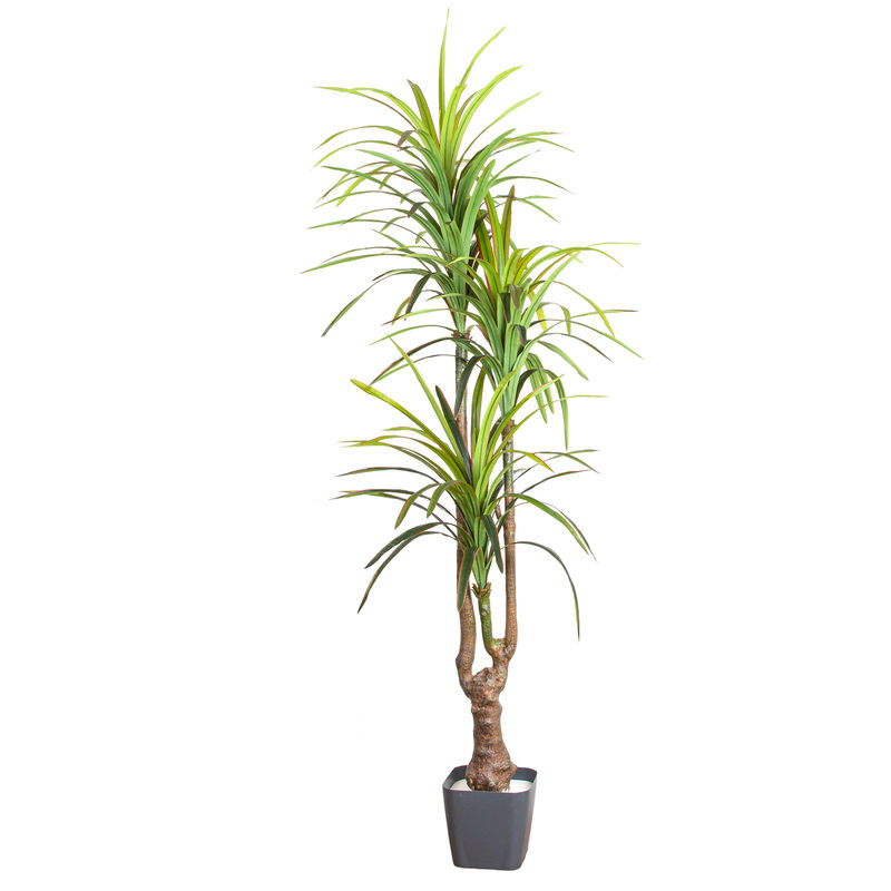 Euroflora HDYEN01065 Yapay Dracena Ağacı Gerçek Dokulu 3 Dallı Yeşil 200 cm 