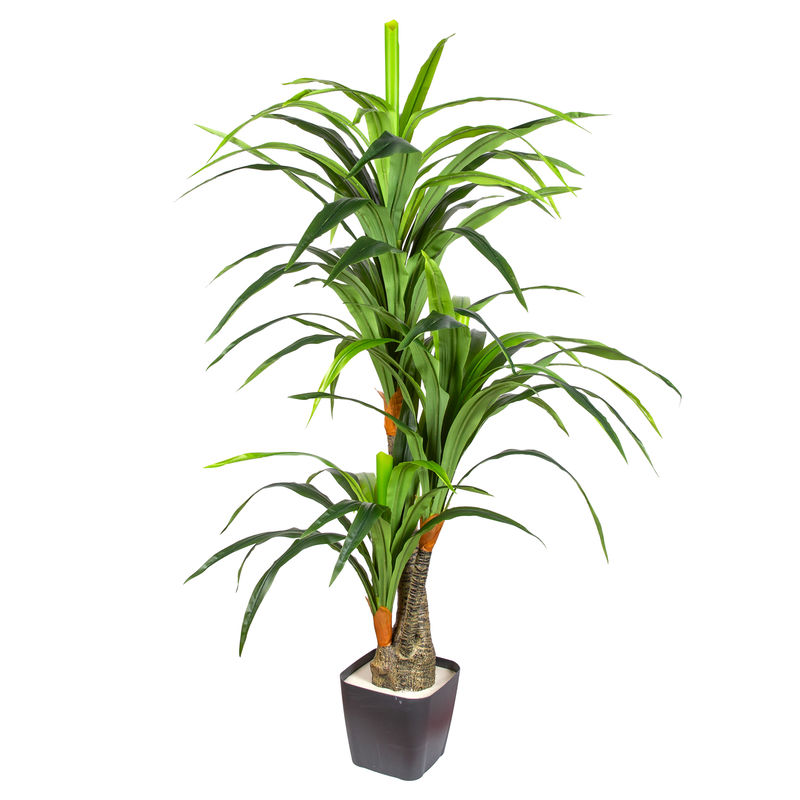 Euroflora HDYEN02384 Yapay Dracaena Gerçek Dokulu 3 Dallı 160 cm 